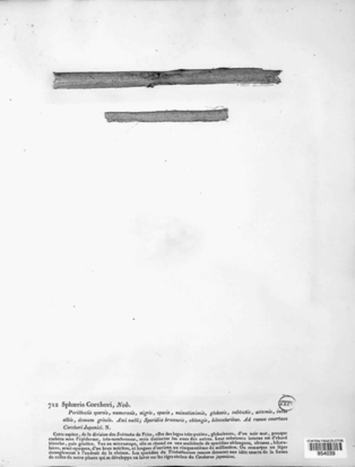 Sphaeria corchori image